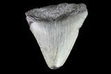 Juvenile Megalodon Tooth - Georgia #83686-1
